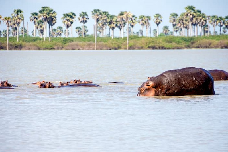 Safari Selous & Zanzibar