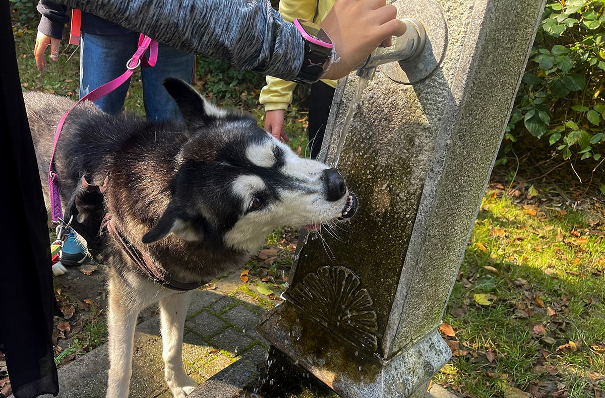 Husky Wanderung Karlsruhe
