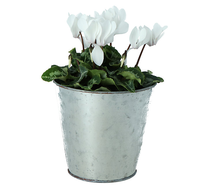 Cyclamen avec pot en zinc 13 cm