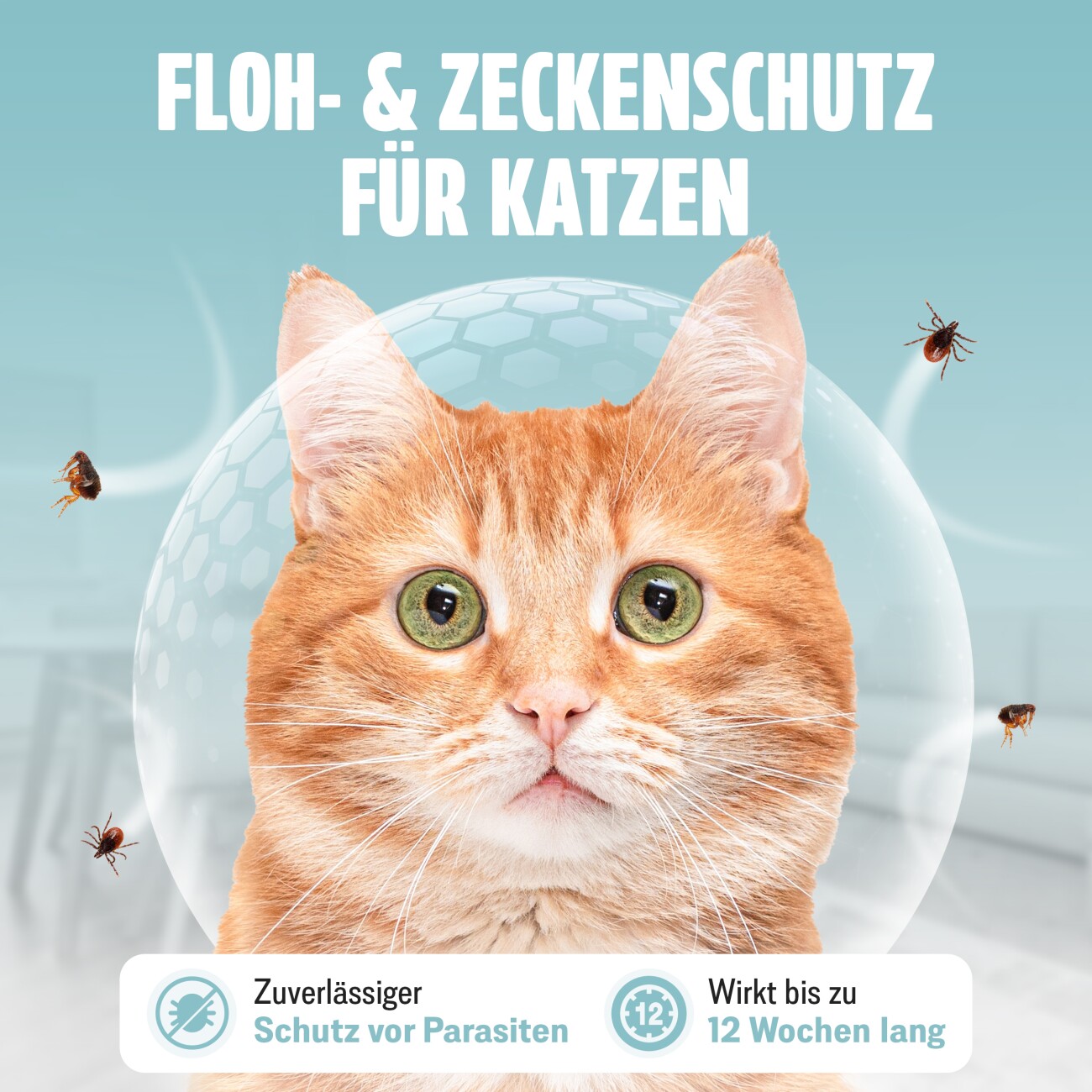 Futum Spot On (6x1,2ml) für Katzen 7 ml