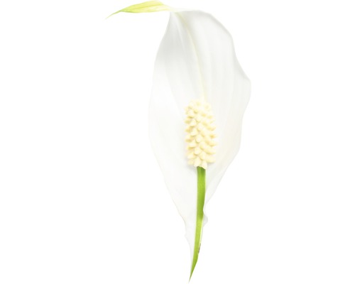 Vredeslelie FloraSelf Spathiphyllum wallisii H 90-105 cm Ø 21 cm pot