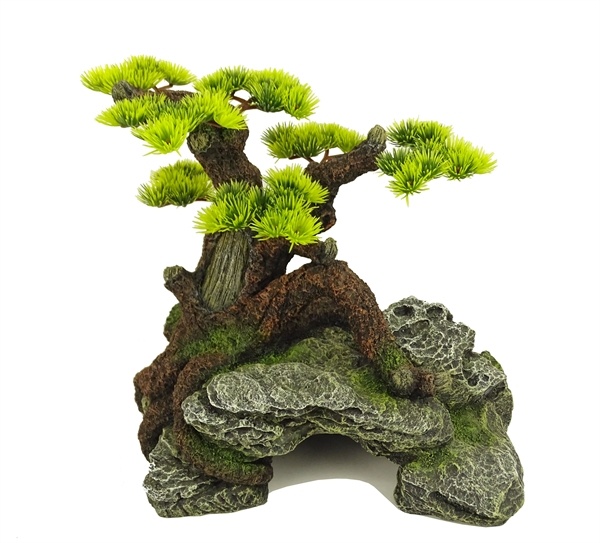 Blue Belle Pacific Bonsai Wonder 1 | Decoratie