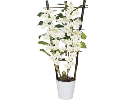Dendrobium leiboom FloraSelf Dendrobium nobile H 55-70 cm Ø 12 cm pot
