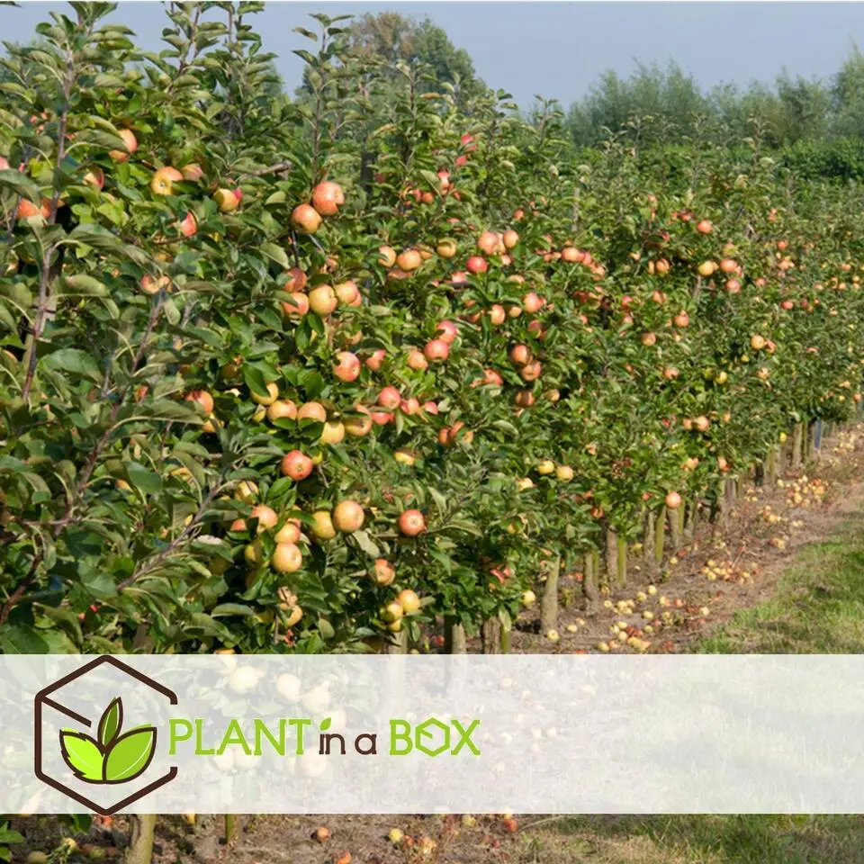 Appelboom-mix - Set van 6 - Malus - Hoogte 60-70cm - ⌀9cm