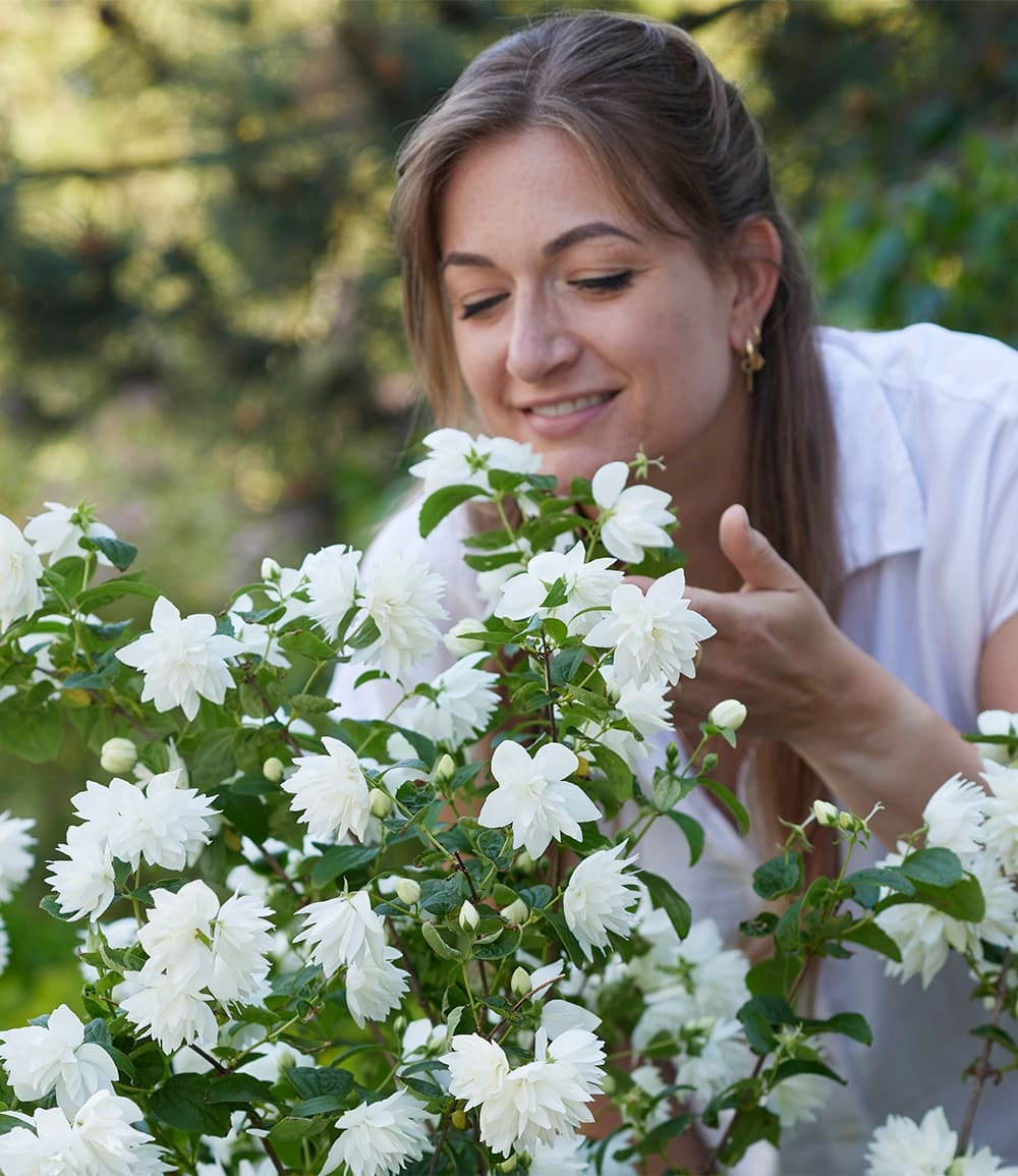 Duftender Gartenjasmin 'Pearls of Perfume®'