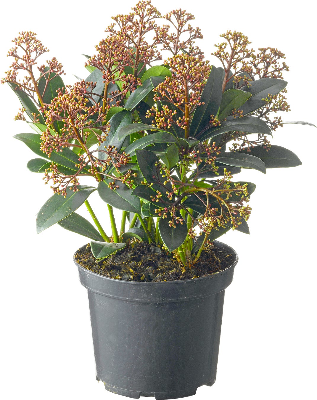 Skimmia (Skimmia japonica 'Rubella') D 19 H 60 cm