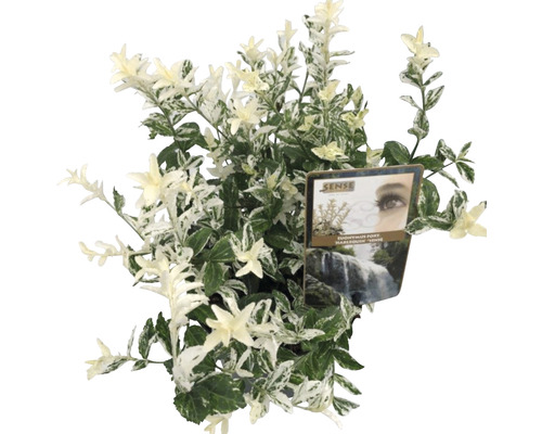Kruipspin FloraSelf Euonymus fortunei 'Harlequin' H 20-25 cm Co 2 L