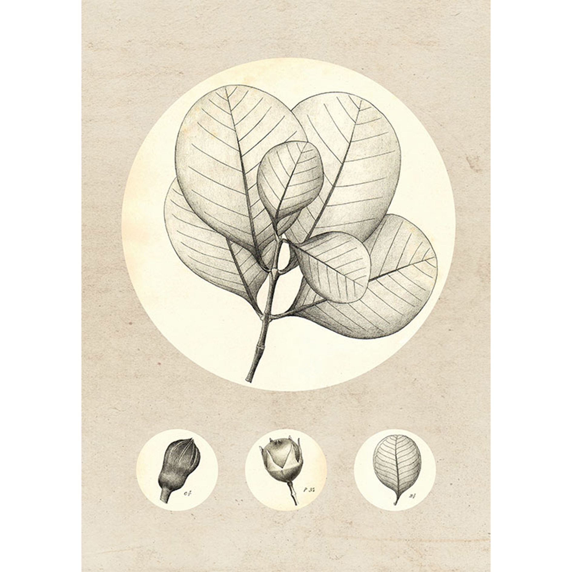 Wandbild TRANSPARENT LEAF - 50x70 cm
