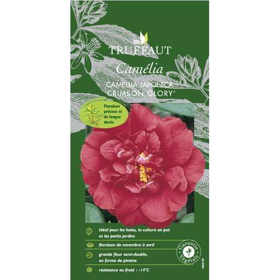 Camellia crimson Glory : H.40/50cm, Pot 3L