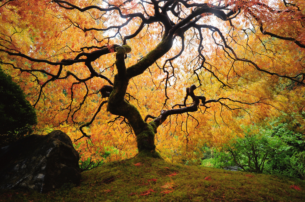 Akustikbild DER BAUM 80x120cm, 7kg