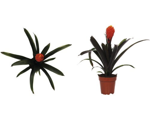 Bromelia FloraSelf Guzmania x hybride 'Tala' H 45-55 cm Ø 12 cm pot