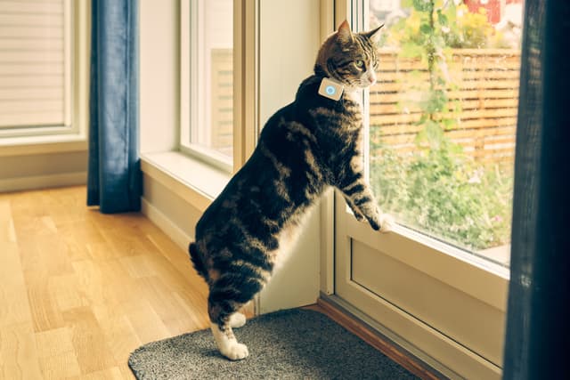 Lilcat GPS-tracker til katte