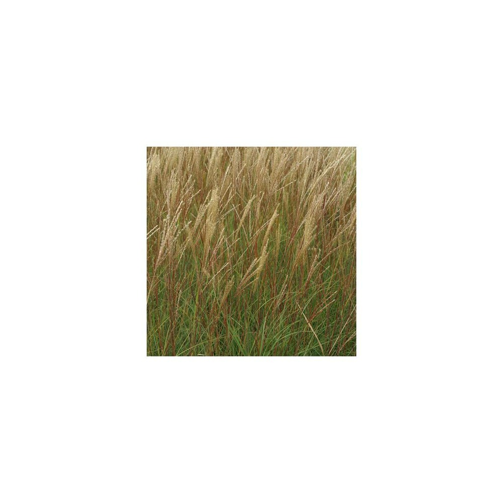 Herbe à éléphant sinensis yaku jima/miscanthus sinensis yaku jima[-]godet