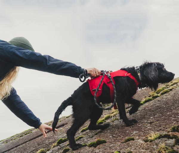 RUFFWEAR® Hundegeschirr Web Master™