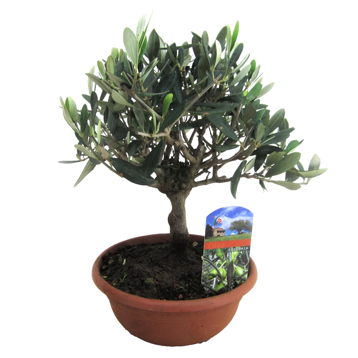 Olea europaea - olivier bonsaï dans une coupe - pot 21cm - hauteur 30-40cm