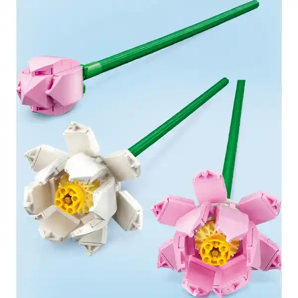 40647 Lotusblumen