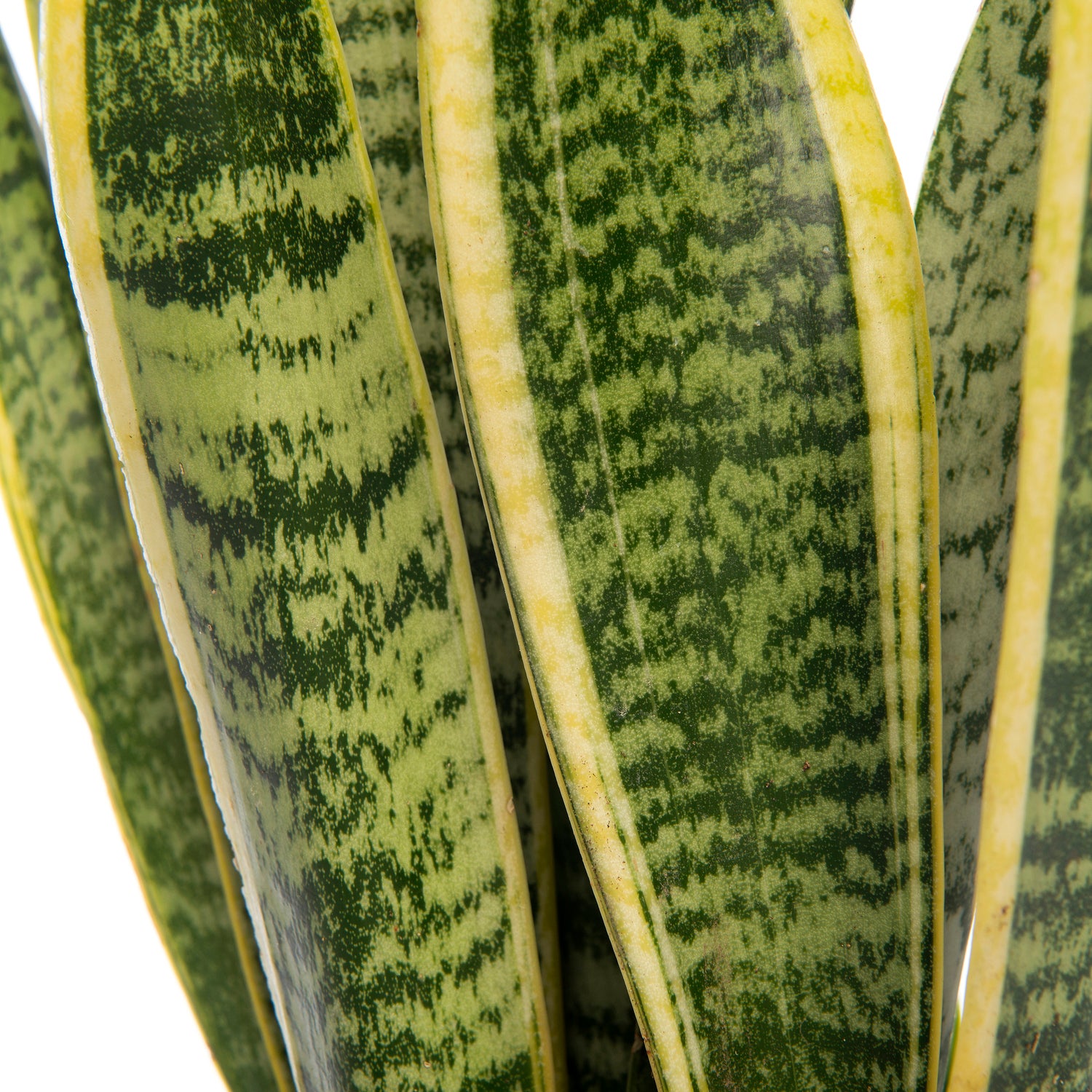 Vrouwentong (Sansevieria trifasciata 'Laurentii') D 17 H 65 cm