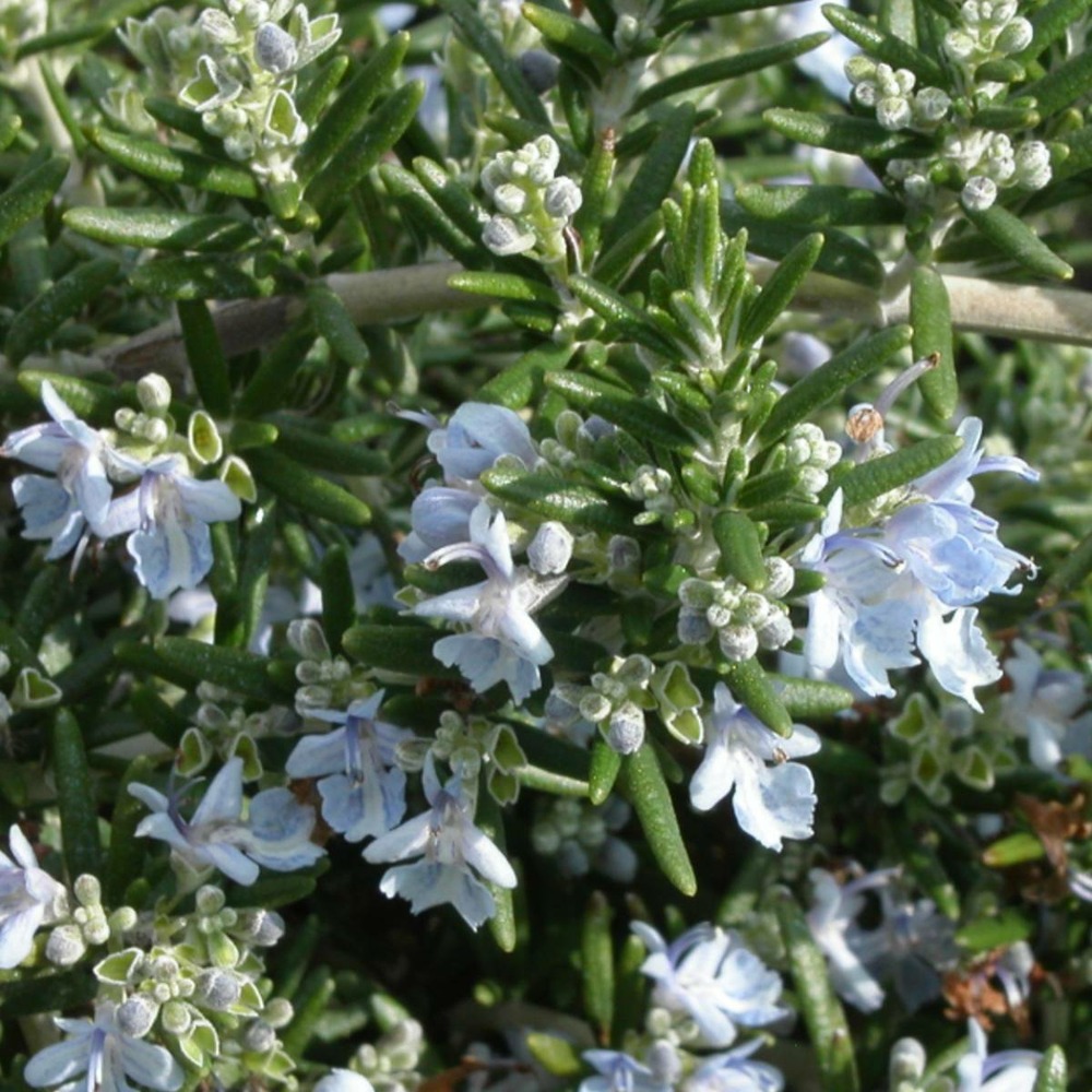 Romarin officinalis prostatus/rosmarinus officinalis prostatus[-]pot de 3l - 20/40 cm