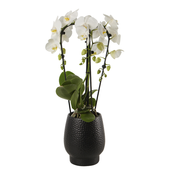 Orchidée - Phalaenopsis Fontano 3T D12-H50 avec cache-pot noir
