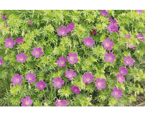 Vaste planten in diverse soorten FloraSelf H 35-45 cm Co 5 L
