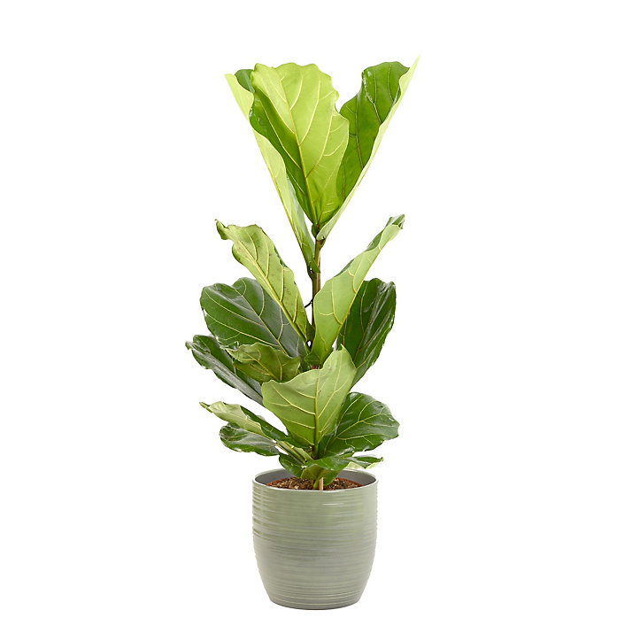 Ficus lyrata 21cm avec cache pot rayures vertes