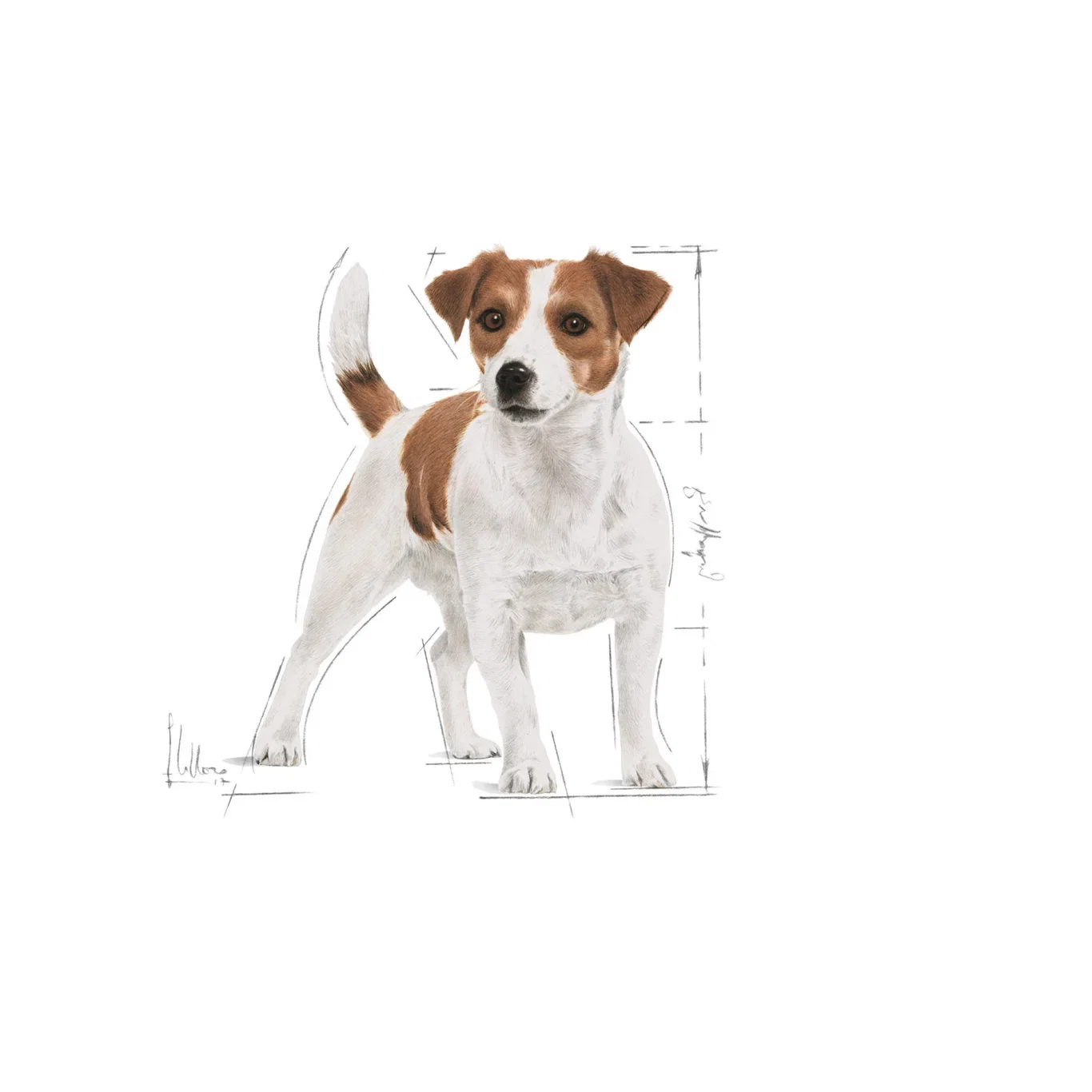 Royal Canin Royal Canin Mini Adult 12x85 g
