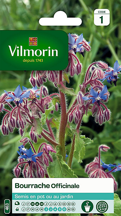 Graines de Bourrache Officinale
