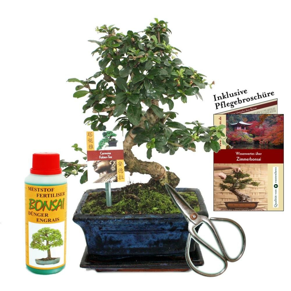 Coffret bonsaï bonsaï 