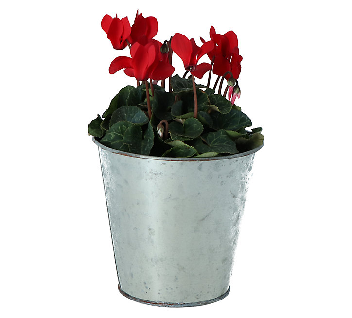 Cyclamen avec pot en zinc 13 cm