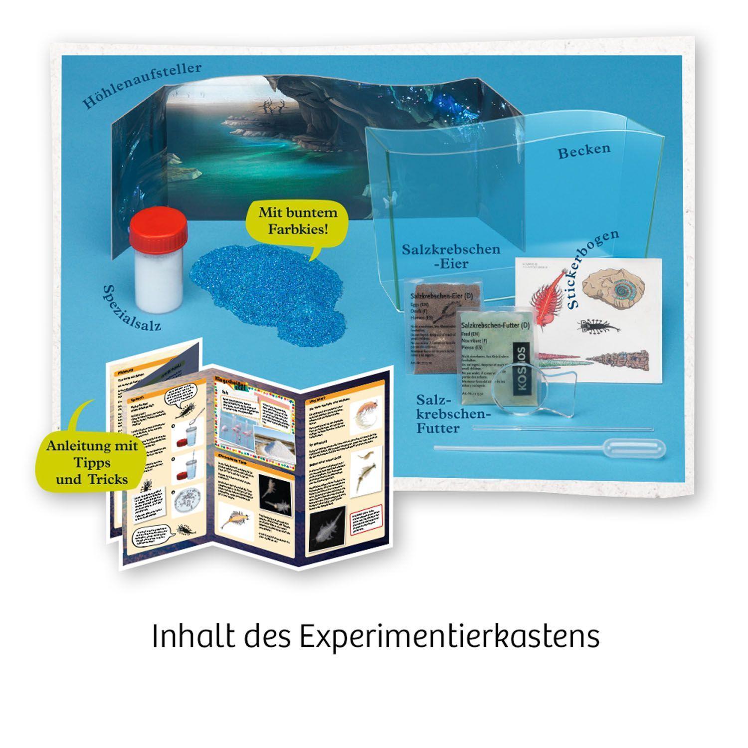 Wuselnde Salzkrebse (Experimentierkasten)