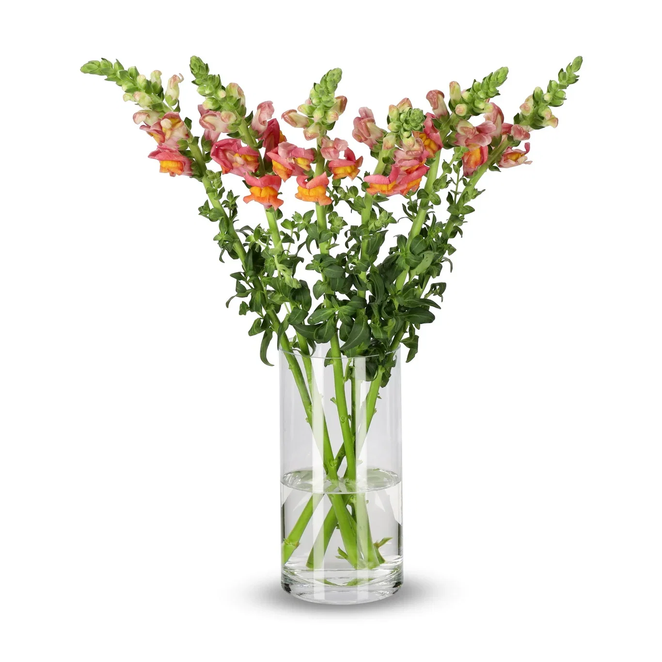 Løvemunn 5pk Høyde 50 cm