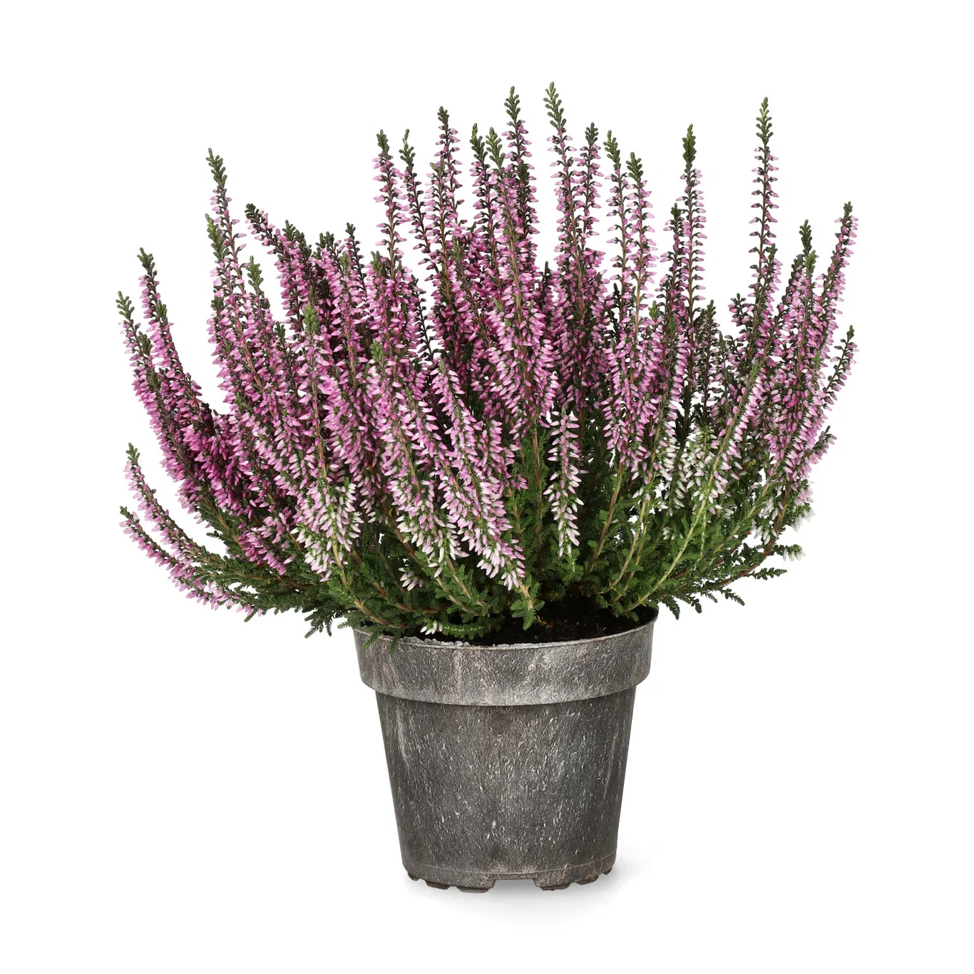 Calluna vulgaris (Garden Girls Series) Røsslyng Garden Girls Ø12 cm