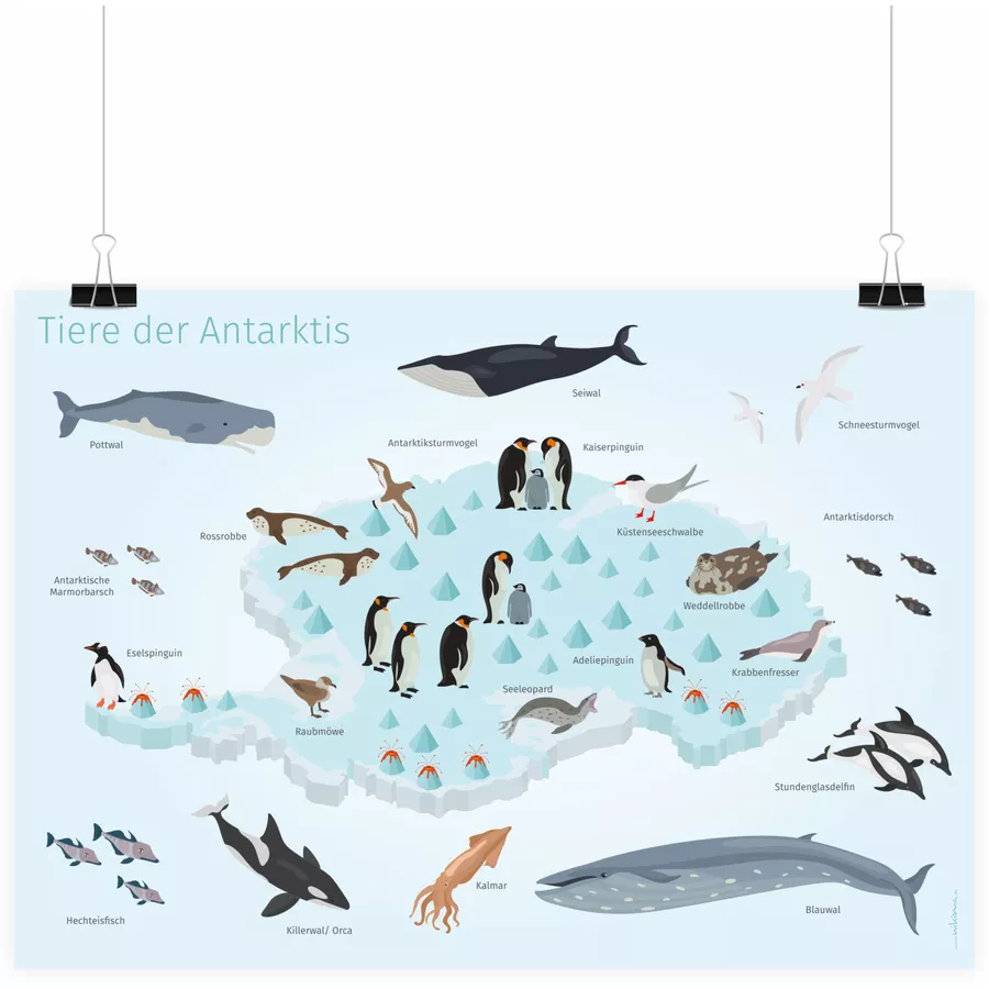 Nikima Poster Kinder Lernposter - Tiere der Antarktis - in 3 Größen bunt