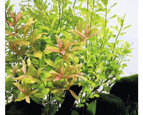 Indische waterpest, roze bladnerven - Hygrophila polysperma Sunset
