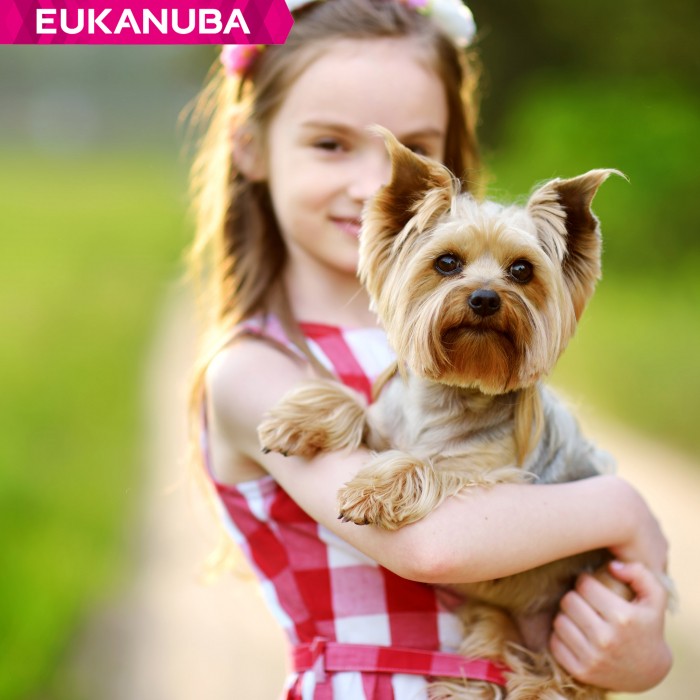 Eukanuba Breed Specific Yorkshire Terrier