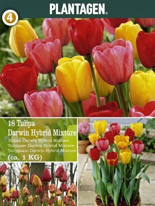 Tulipa (Darwinhybrid-Group) Tulipan Darwinhybrid miks