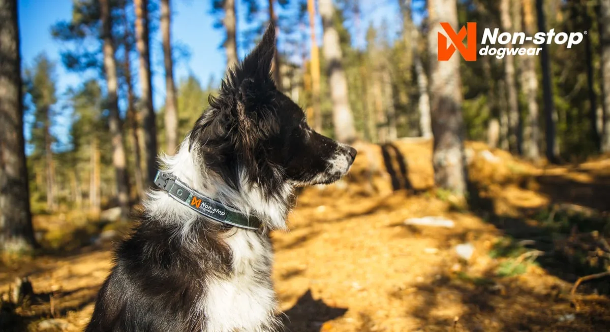 Non-stop Dogwear Roam Collar Orange
