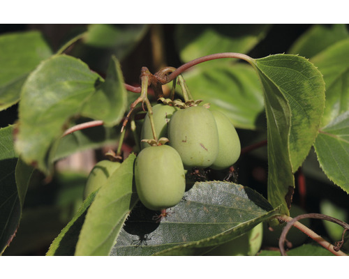 Privacyhaag Kiwi Druif Kiwi Helix H180xB120 cm