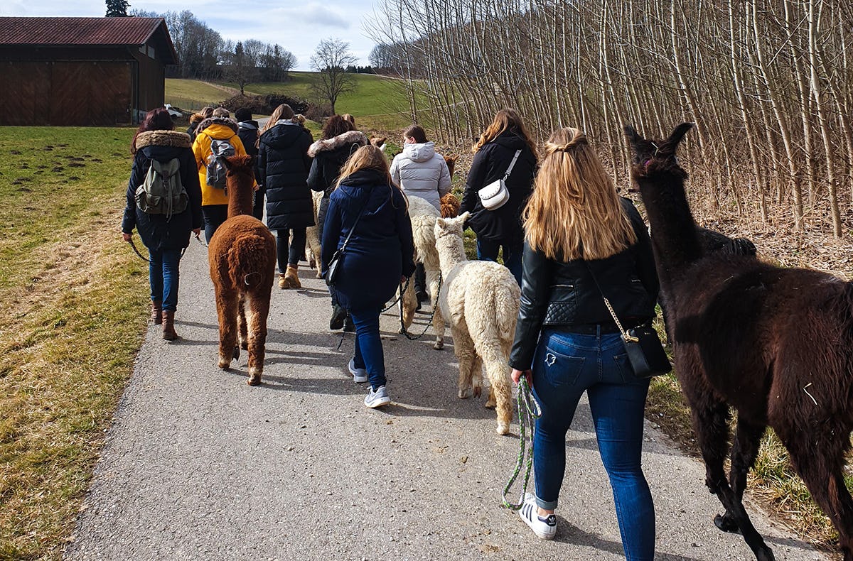 Alpaka Wanderung Jettingen-Scheppach