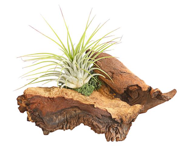 Tillandsien-Arrangement auf Mopani-Wurzel -