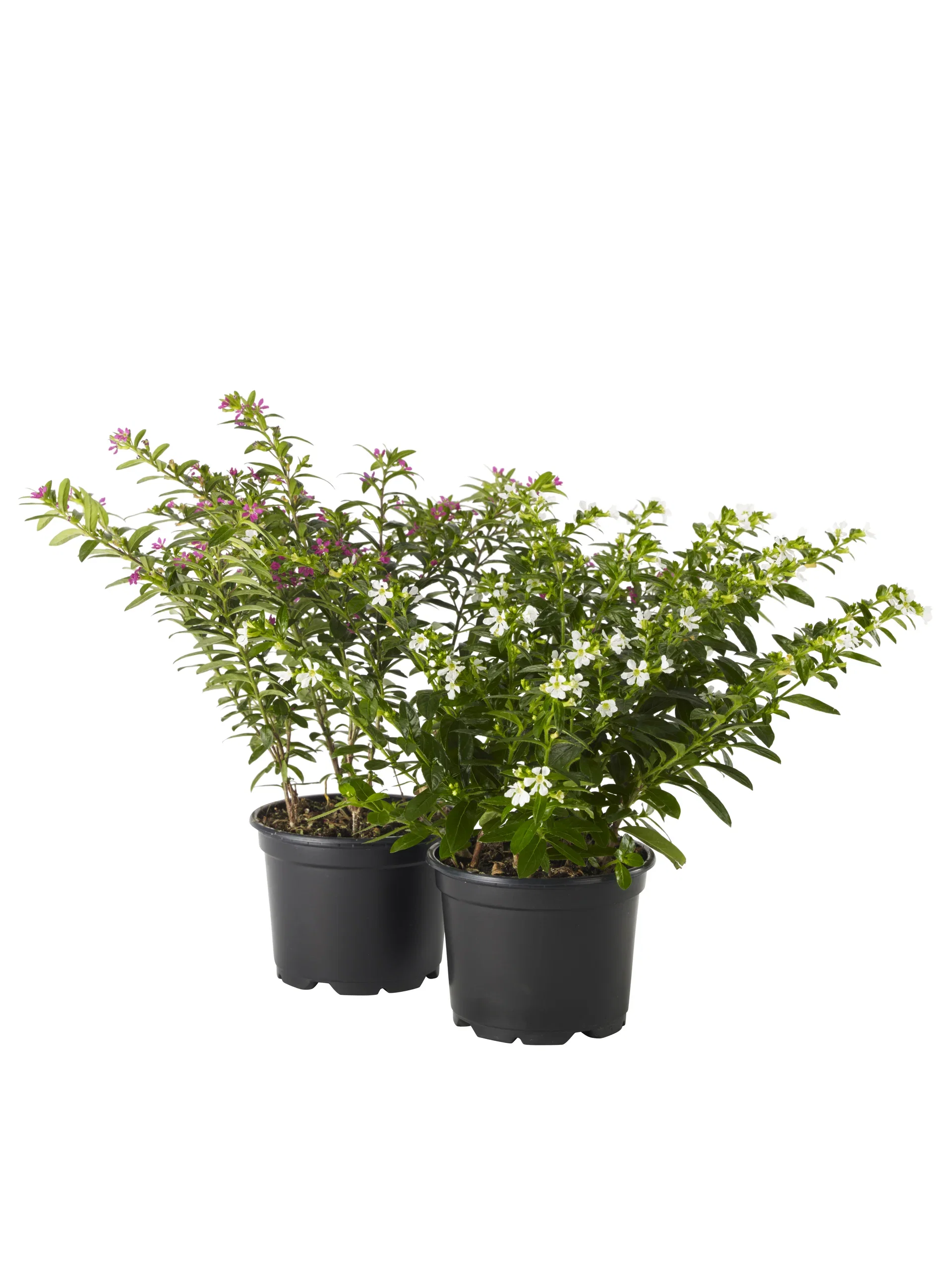Cuphea hyssopifolia Purple 10,5 cm Japansk myrt Ø10,5 cm