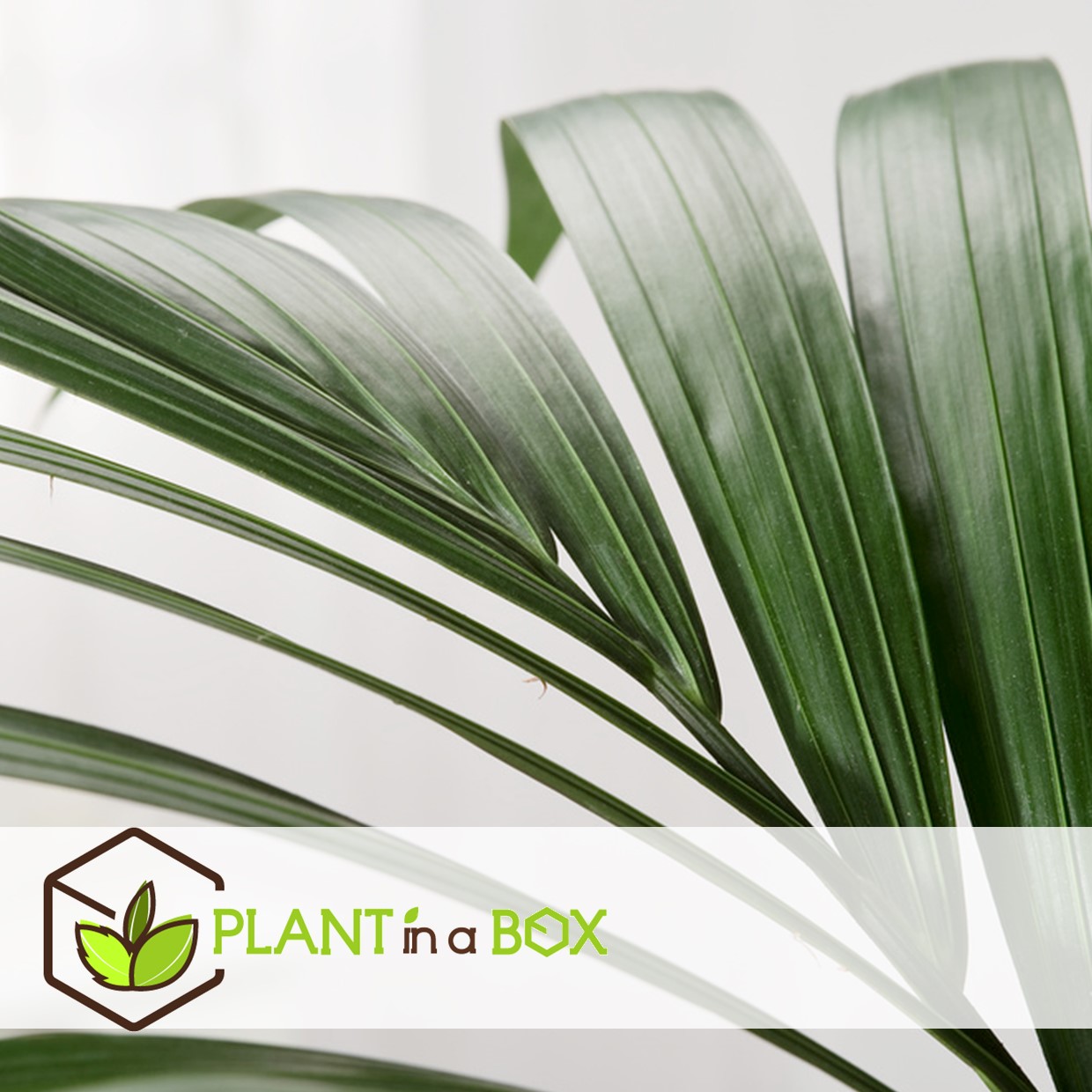Howea forsteriana - kentia - palmier xl - pot 24cm - hauteur 150-170cm
