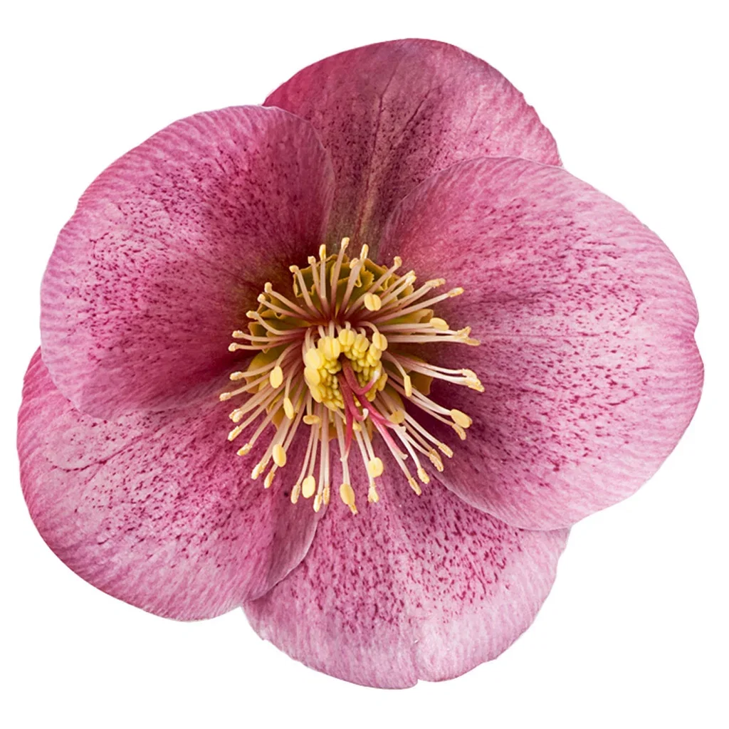 Helleborus Frostkiss Series Orientjulerose 'Frostkiss' Ø15 cm