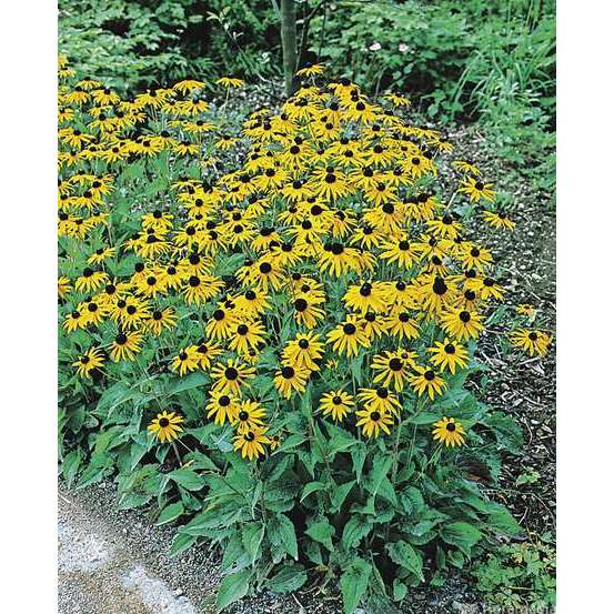 Rudbeckie : godet vert
