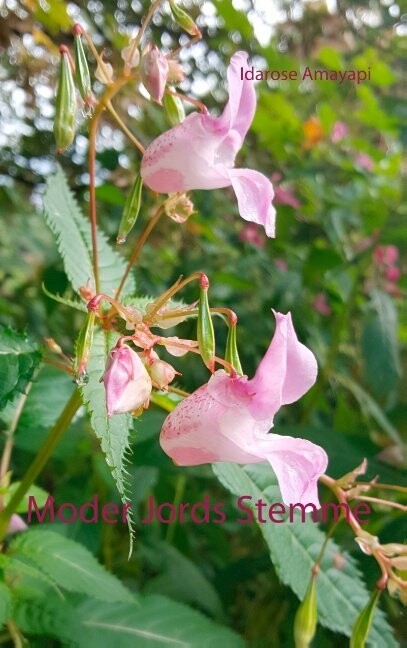 Moder Jords Stemme - Idarose Amayapi - Bog