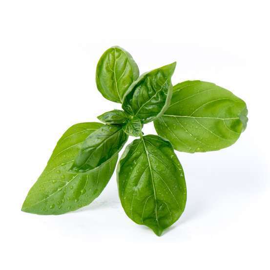 Recharge lingot® de basilic grand vert bio - pour potager Véritable®