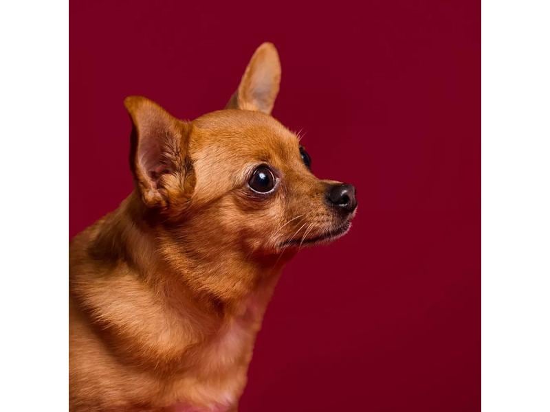 Savage Hintergrund Papier 1.35 x 11 m Crimson Das Hintergrundpapier von Savage