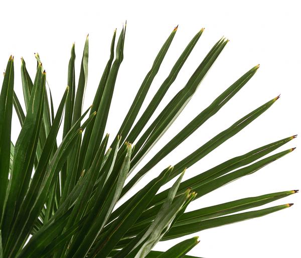 Hanfpalme
