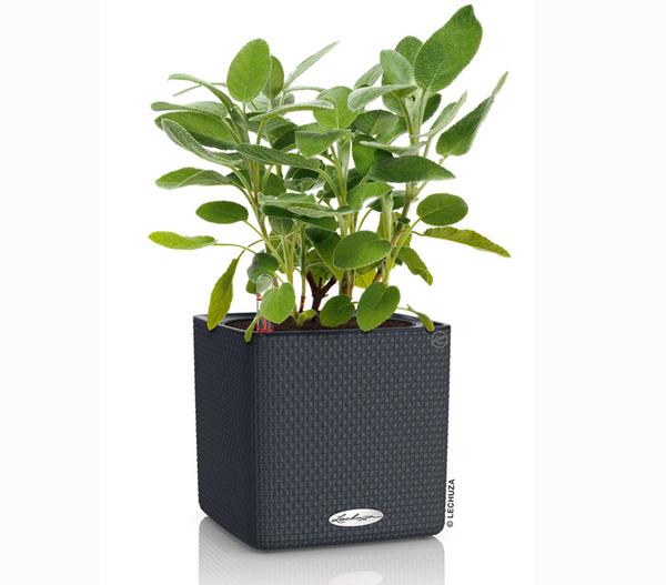 LECHUZA® CUBE Color, All-in-One Set