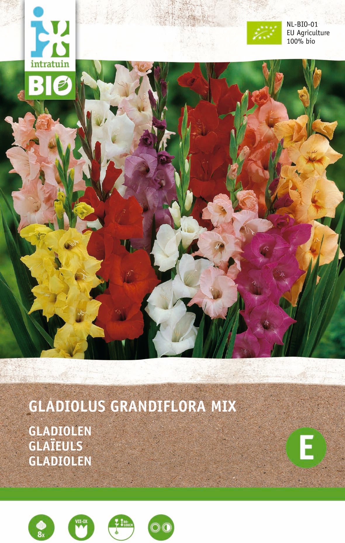 Intratuin biologische bloembollen Gladiool (Gladiolen grandiflora) gemengd 8 stuks